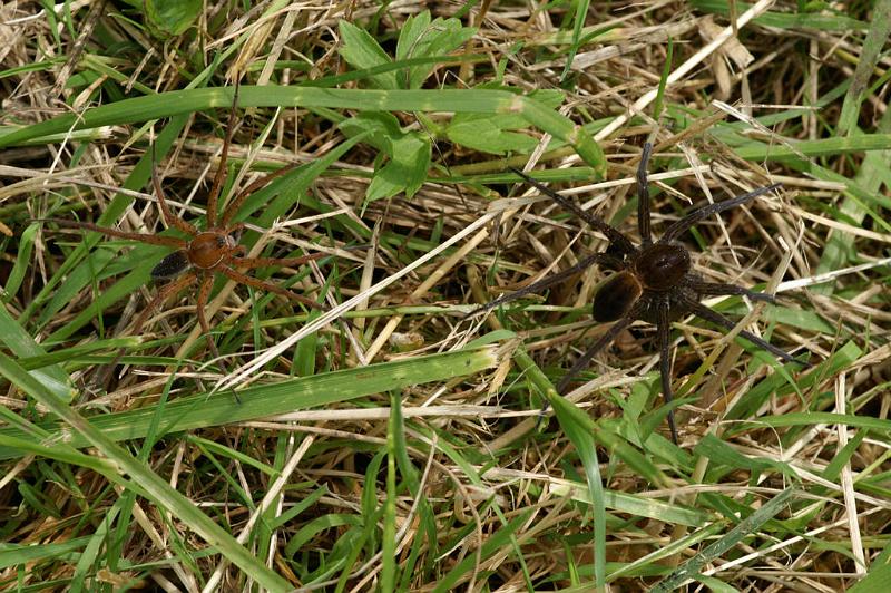 Dolomedes_plantarius_D5151_Z_90_Canal du Nivernais_Frankrijk.jpg